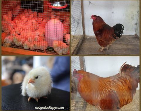 Festa de Galo de Curral – Vila de Cruces – Junio 2013 Blogtrip #galodecurral