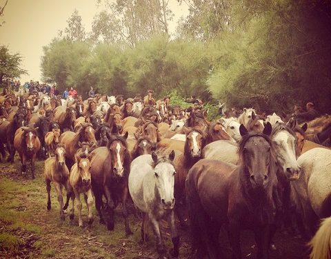 Rapa das Bestas de Sabucedo en A Estrada – Pontevedra
