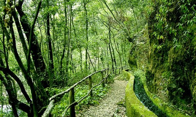 Mi ruta palmera soñada #escuchalapalma