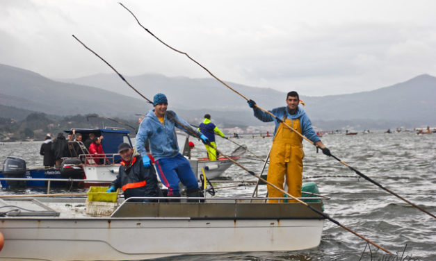 Berberechos que presumen de ser de Noia