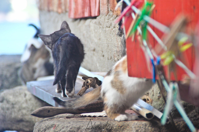 que-ver-combarro-imprescindiblesgatos - foto de gatos - combarro - galicia top - blogger galicia