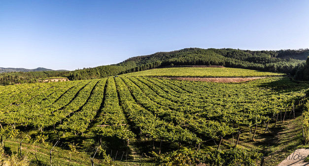 Lagar de Cervera  el mayor  viñedo propio de la D.O Rias Baixas