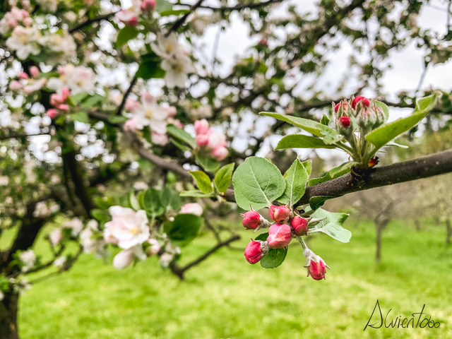 maceiras en flor