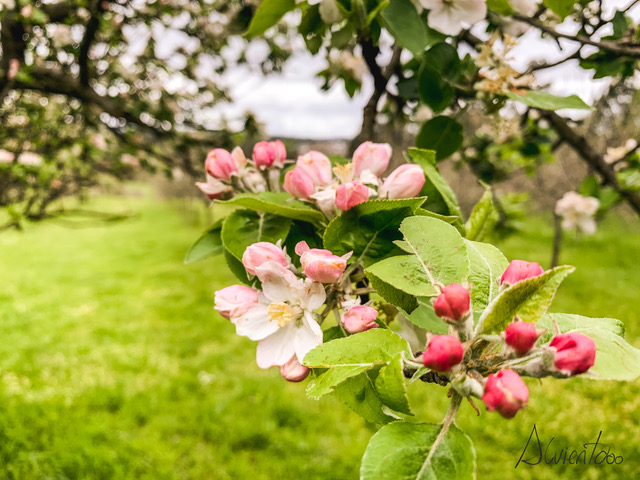 Ruta das Maceiras en Flor