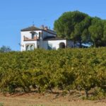 Ruta del Vino Condado de Huelva: el destino enoturístico más auténtico del sur de España