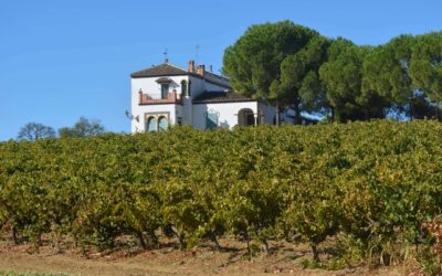 Ruta del Vino Condado de Huelva: el destino enoturístico más auténtico del sur de España