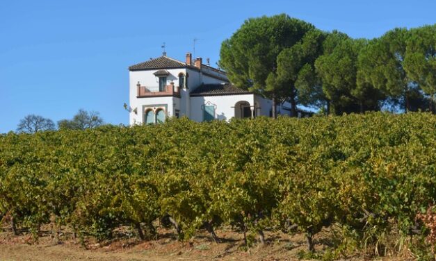 Ruta del Vino Condado de Huelva: el destino enoturístico más auténtico del sur de España
